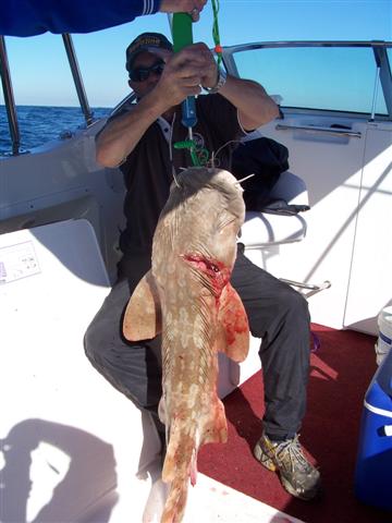 Last weekend fishing Wobbegong